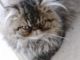 Persian Cats for sale in Las Cruces, NM, USA. price: NA