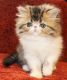 Persian Cats for sale in Cape Coral, FL 33990, USA. price: $1,500