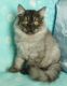 Persian Cats for sale in Valparaiso, IN, USA. price: NA