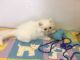 Persian Cats for sale in Squaw Valley, CA, USA. price: $350