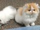 Persian Cats for sale in Rindge, NH 03461, USA. price: NA