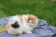 Persian Cats for sale in Rindge, NH 03461, USA. price: NA