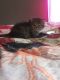 Persian Cats for sale in Worcester, MA, USA. price: $750