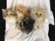 Persian Cats for sale in Sandy Springs, GA, USA. price: $900