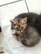 Persian Cats for sale in Tucson, AZ, USA. price: NA