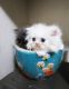 Persian Cats for sale in Carmichael, CA, USA. price: NA