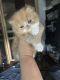 Persian Cats for sale in Staten Island, NY, USA. price: NA