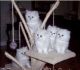 Persian Cats for sale in Salt Lake City, UT, USA. price: NA