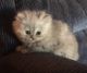 Persian Cats for sale in Three Rivers, MI 49093, USA. price: NA