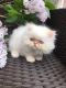 Persian Cats for sale in Santa Clara, CA 95051, USA. price: $500