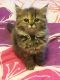 Persian Cats for sale in Worcester, MA, USA. price: $700