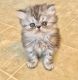 Persian Cats for sale in Portland, OR, USA. price: NA
