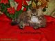 Persian Cats for sale in Waxhaw, NC 28173, USA. price: $1,100