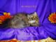 Persian Cats for sale in Waxhaw, NC 28173, USA. price: $500