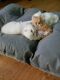 Persian Cats for sale in Lancaster, CA, USA. price: NA