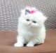 Persian Cats for sale in Indianapolis, IN 46241, USA. price: $500