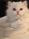 Persian Cats for sale in Port St. Lucie, FL, USA. price: $650