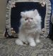 Persian Cats for sale in Modesto, CA, USA. price: $600