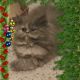 Persian Cats for sale in Chesterfield, MI 48051, USA. price: NA