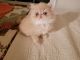 Persian Cats for sale in Salem, OR, USA. price: $600
