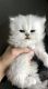 Persian Cats for sale in Reese, MI 48757, USA. price: NA