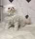 Persian Cats for sale in Harrison, AR 72601, USA. price: $750