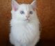 Persian Cats for sale in Sugar City, ID, USA. price: $350