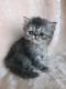 Persian Cats for sale in Vancouver, WA 98661, USA. price: $500
