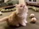 Persian Cats for sale in Oklahoma City, OK, USA. price: $600