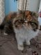 Persian Cats for sale in Prineville, OR 97754, USA. price: NA