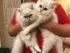Persian Cats for sale in Detroit, MI 48216, USA. price: $500