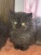 Persian Cats for sale in Omaha, NE, USA. price: $950