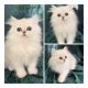 Persian Cats for sale in Ocala, FL, USA. price: NA