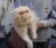 Persian Cats for sale in Beverly Hills, CA, USA. price: $300