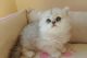 Persian Cats for sale in Glendale, AZ, USA. price: $500