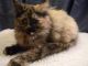 Persian Cats for sale in West Lafayette, OH 43845, USA. price: $250