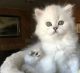 Persian Cats for sale in Fall River, MA 02721, USA. price: NA