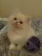 Persian Cats for sale in Lansing, MI 48930, USA. price: NA