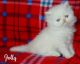 Persian Cats for sale in Philadelphia, PA, USA. price: $500