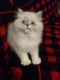 Persian Cats for sale in New Orleans, LA 70121, USA. price: $500