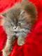 Persian Cats for sale in 9877 Brumm River Rd, Nashville, MI 49073, USA. price: NA