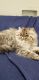 Persian Cats for sale in Rodeo, CA, USA. price: $900