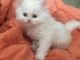Persian Cats for sale in Hartford, CT, USA. price: NA