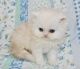 Persian Cats for sale in Wichita, KS 67208, USA. price: NA