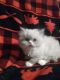 Persian Cats for sale in Little Rock, AR 72205, USA. price: $500