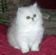 Persian Cats for sale in Minneapolis, MN 55442, USA. price: $500