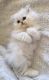 Persian Cats for sale in 07047 44th St, Bloomingdale, MI 49026, USA. price: NA