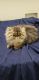 Persian Cats for sale in Rodeo, CA, USA. price: $800