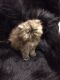 Persian Cats for sale in Hillsboro, OR, USA. price: $750