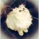 Persian Cats for sale in Castro Valley, CA, USA. price: NA